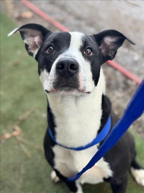 *CYMBAL - Pit Bull Terrier available for adoption