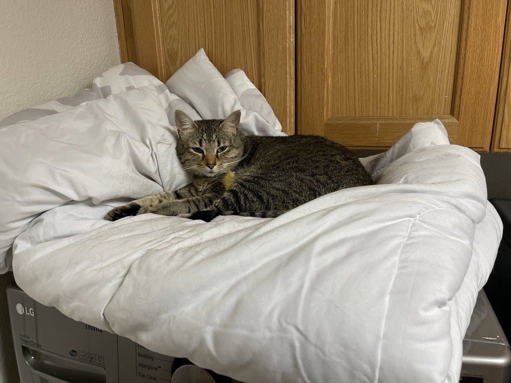 Penny (aka Princess Penelope) Image