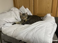 Penny (aka Princess Penelope) - Photo 1