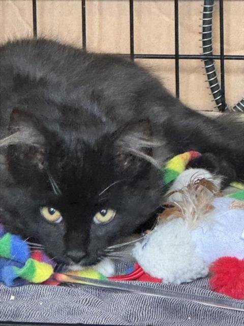 *OREO - Domestic Medium Hair available for adoption