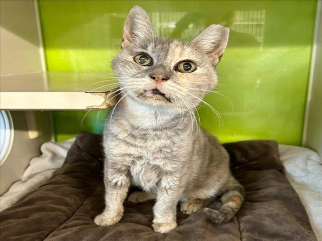 CANICAS (MARBLES) - Domestic Short Hair available for adoption