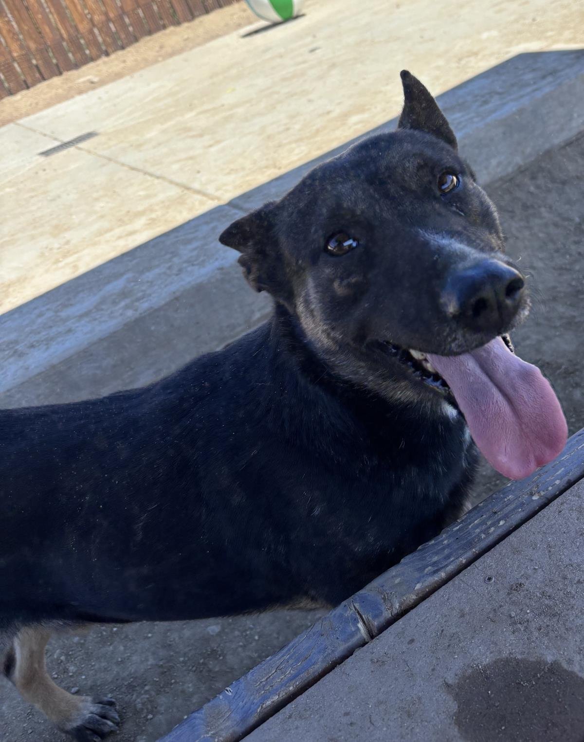 NILE - German Shepherd Dog / Cattle Dog available for adoption