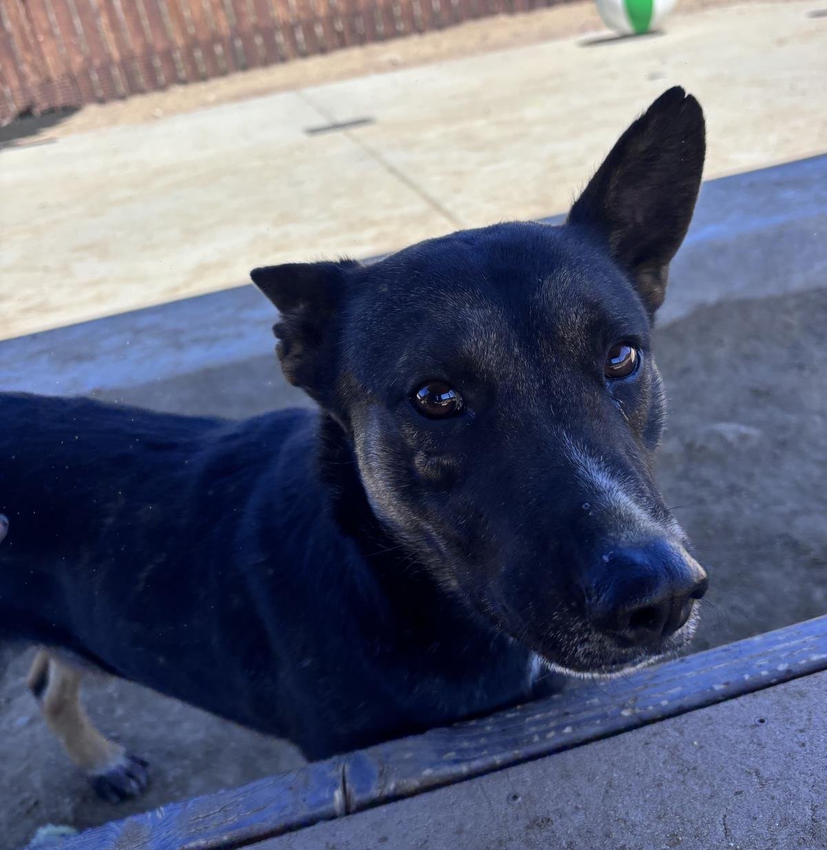 NILE - German Shepherd Dog / Cattle Dog available for adoption