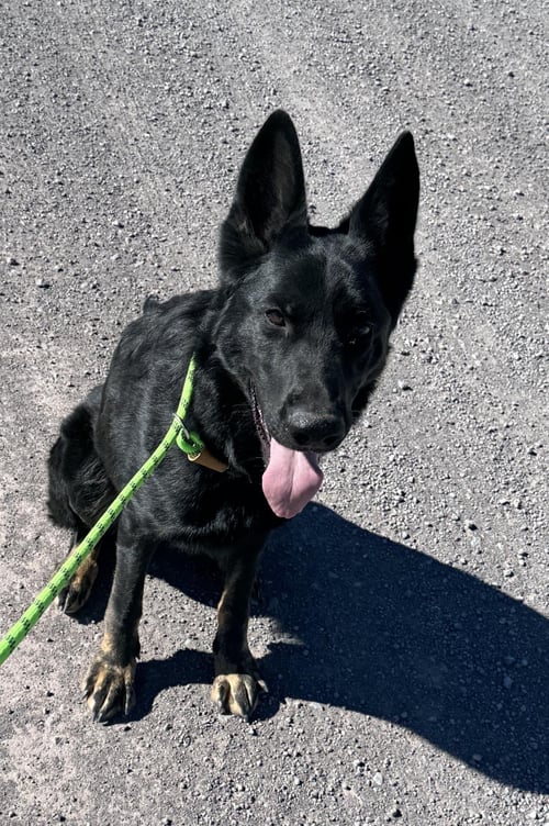 LEVI - German Shepherd Dog available for adoption
