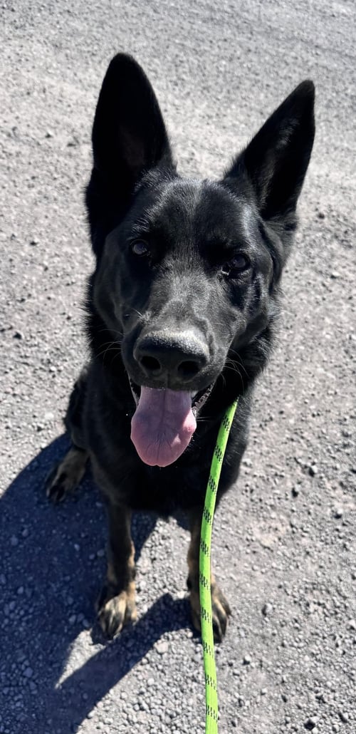 LEVI - German Shepherd Dog available for adoption