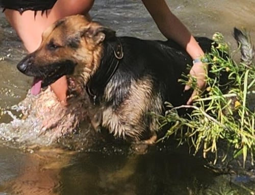 DUNCAN - German Shepherd Dog available for adoption