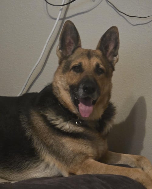 DUNCAN - German Shepherd Dog available for adoption