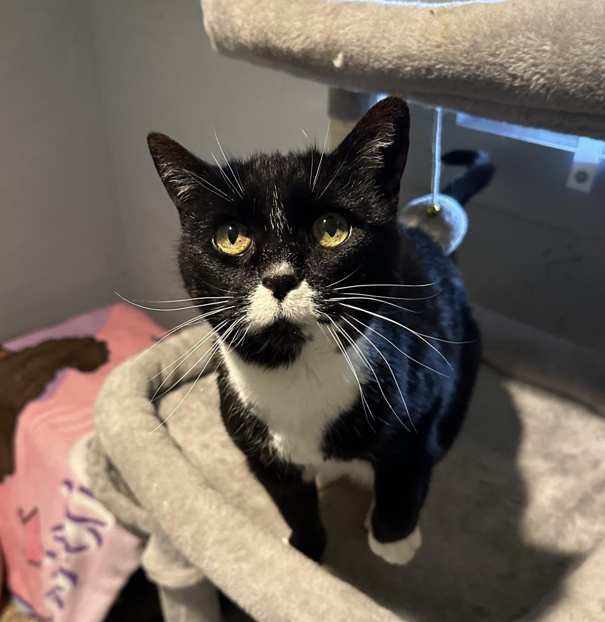 FLOWER - Tuxedo available for adoption