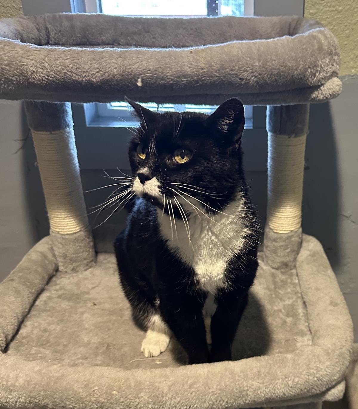 FLOWER - Tuxedo available for adoption