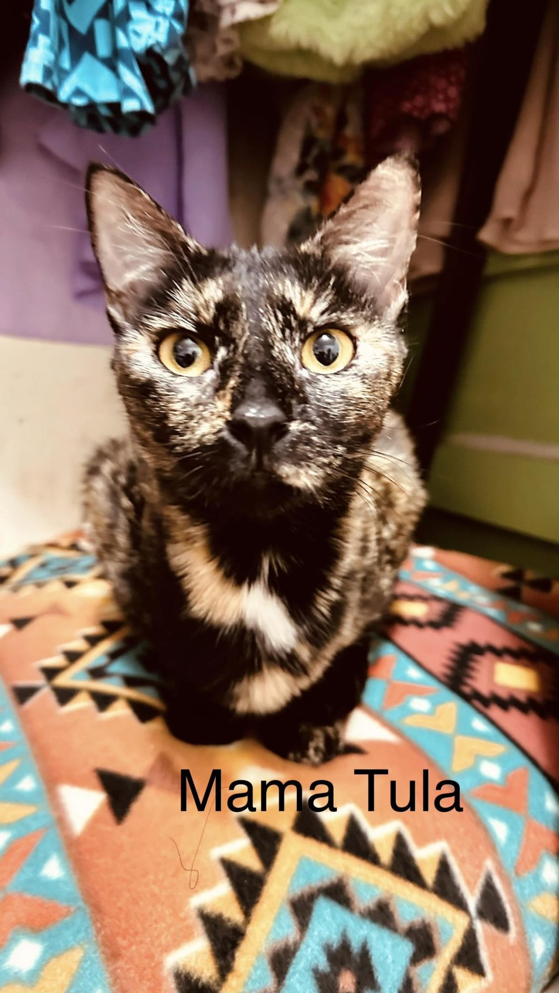 TULA - Tortoiseshell available for adoption
