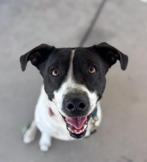 LILO - English Pointer / Australian Cattle Dog/Blue Heeler available for adoption