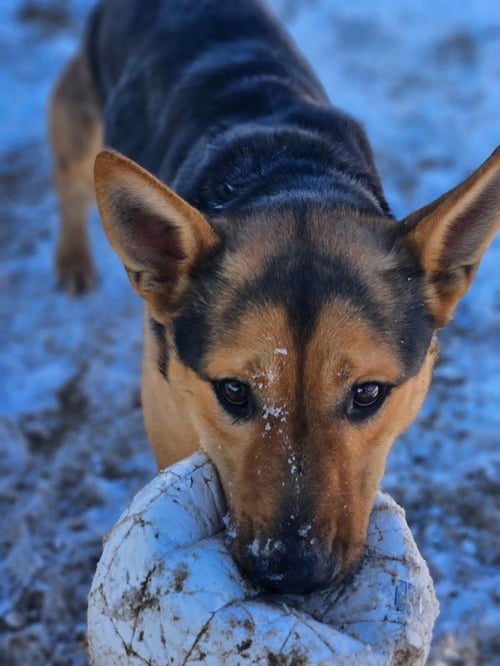 LUCKY - German Shepherd Dog / Cattle Dog available for adoption