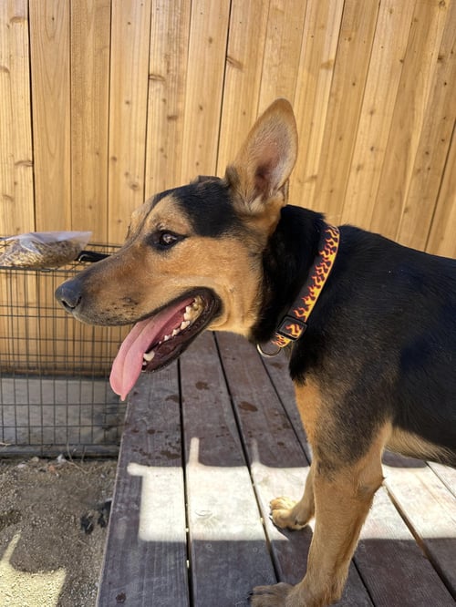LUCKY - German Shepherd Dog / Cattle Dog available for adoption