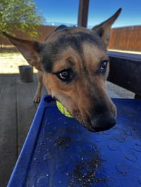 Lucky - Photo 4