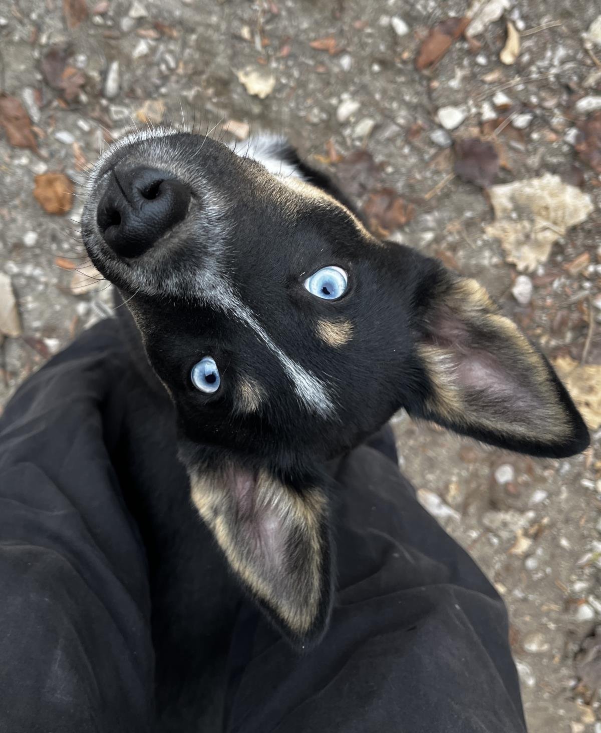 GEMMA - Australian Shepherd / Husky available for adoption