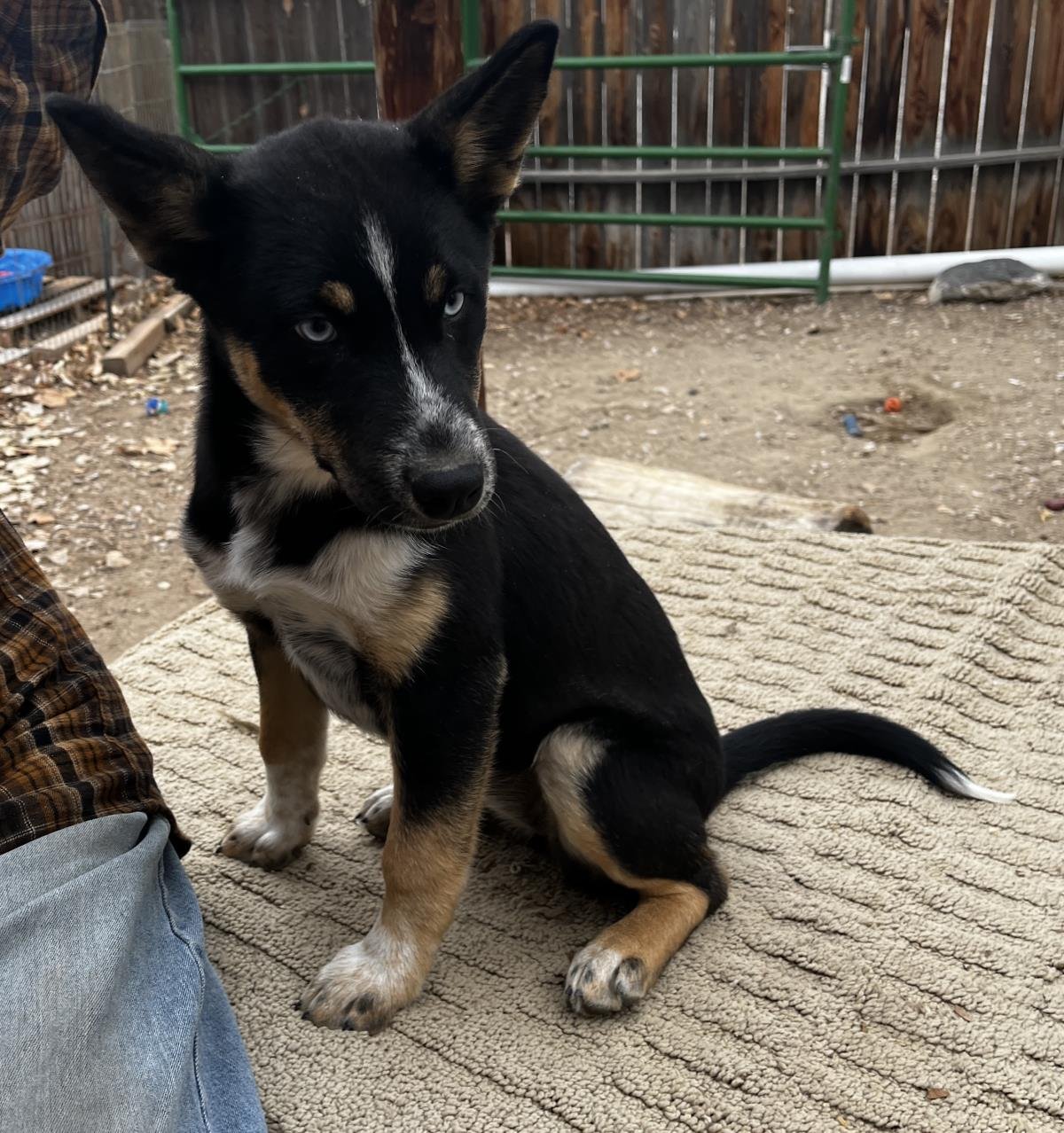 GEMMA - Australian Shepherd / Husky available for adoption
