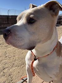 Hank - Photo 3