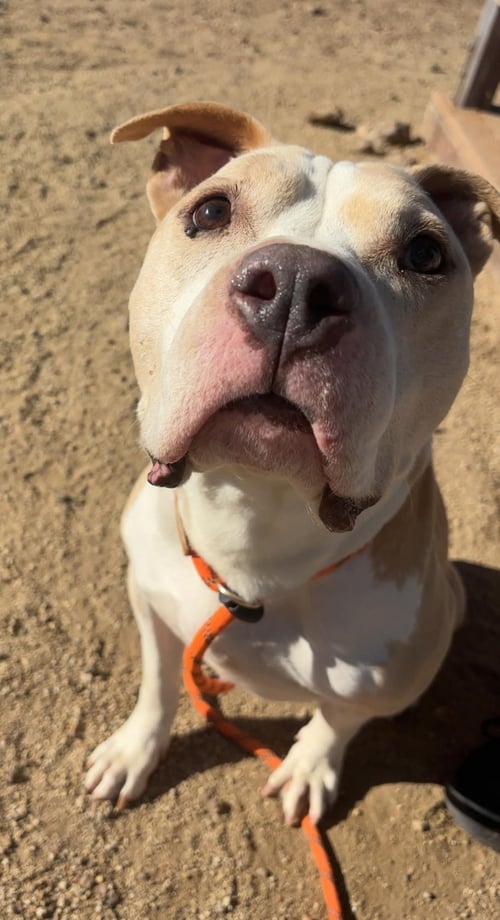 HANK - Pit Bull Terrier available for adoption