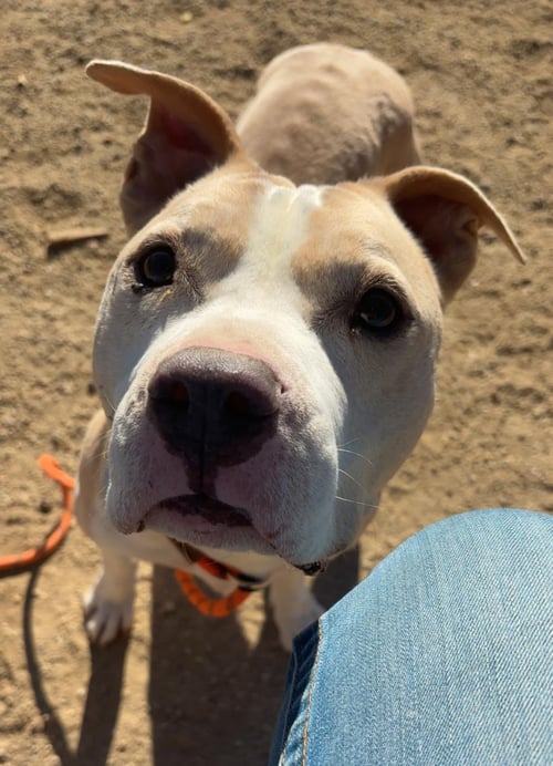 HANK - Pit Bull Terrier available for adoption