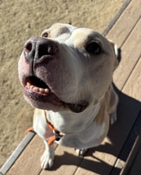 Hank - Photo 4