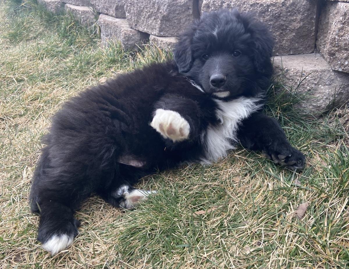 SASHA - Border Collie available for adoption