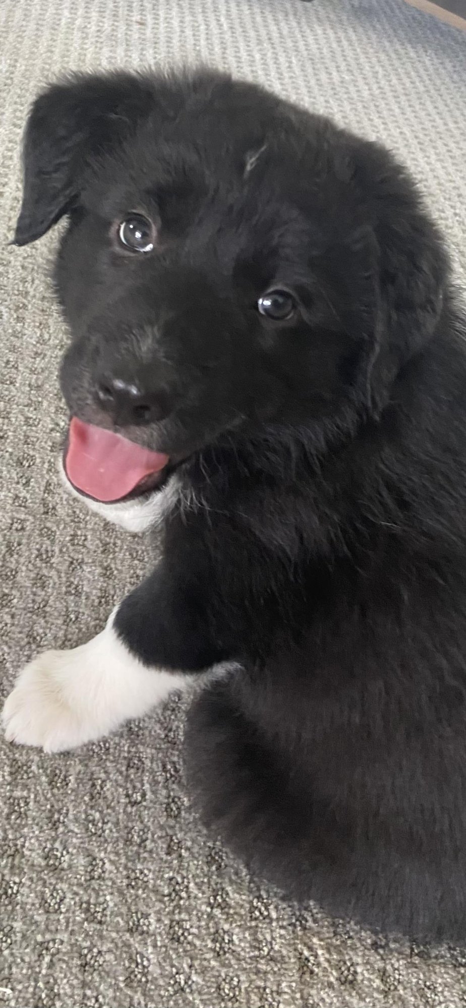 SASHA - Border Collie available for adoption