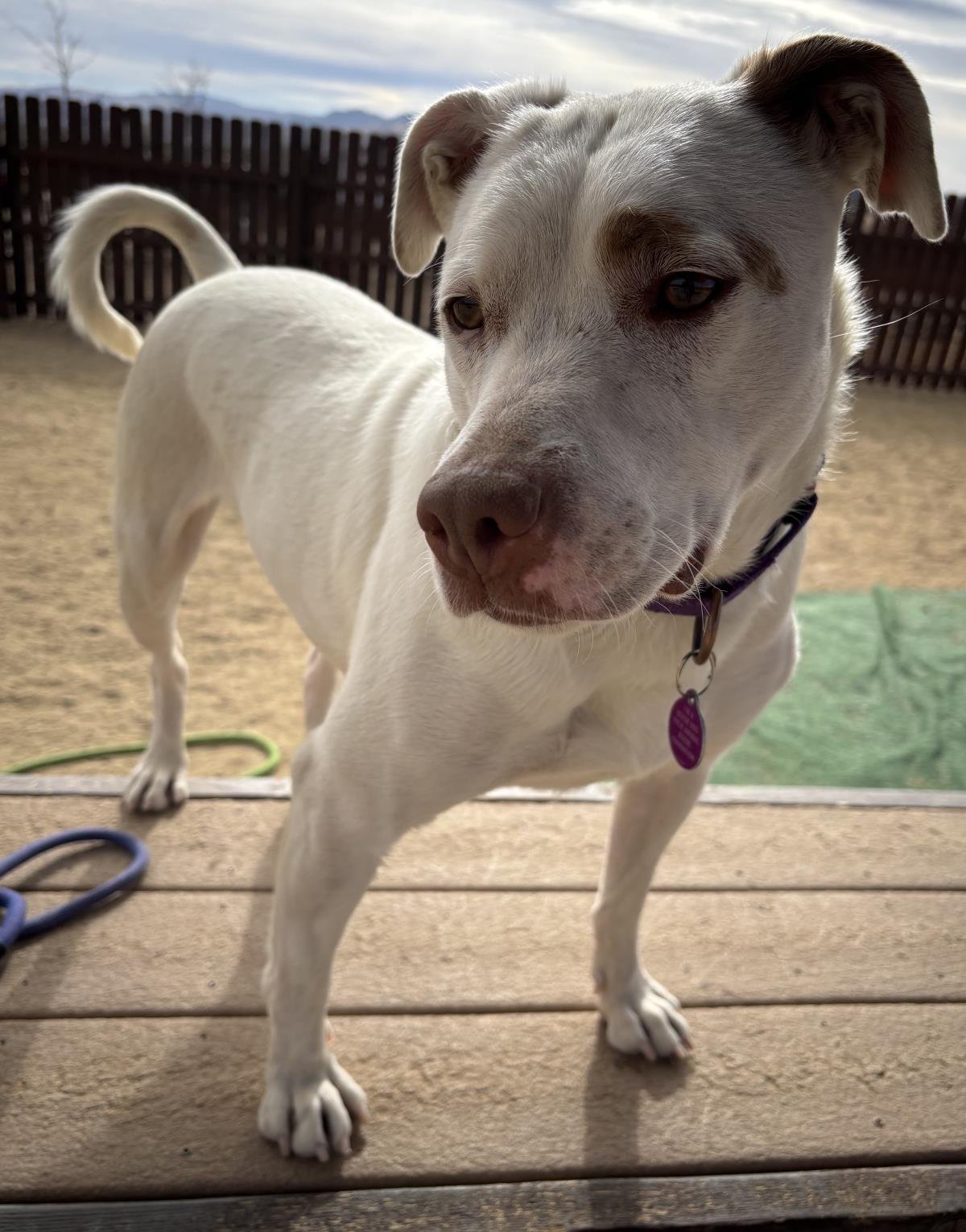 BELLA - Corgi / Bull Terrier available for adoption