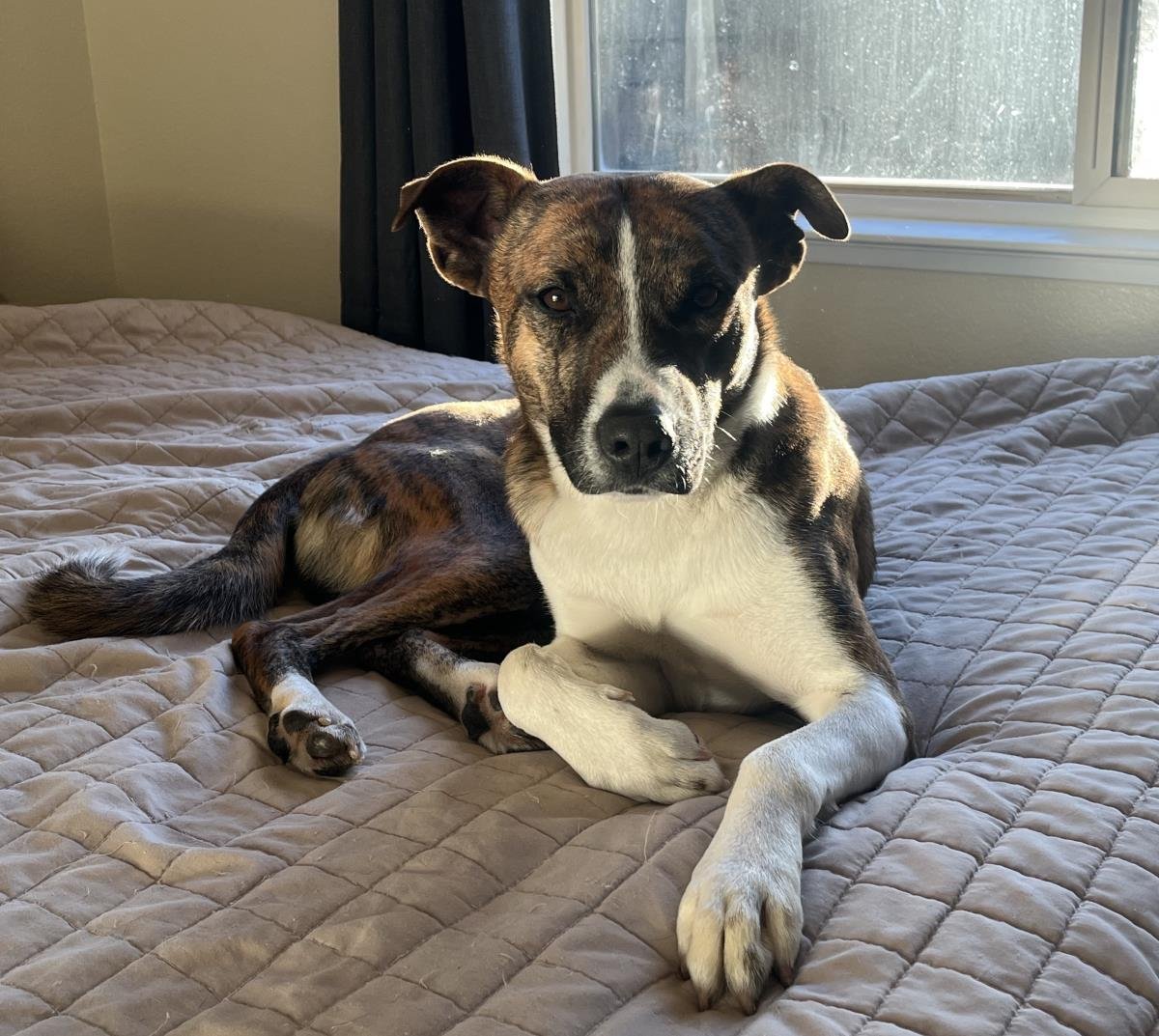 MANGO - Basenji / Pit Bull Terrier available for adoption