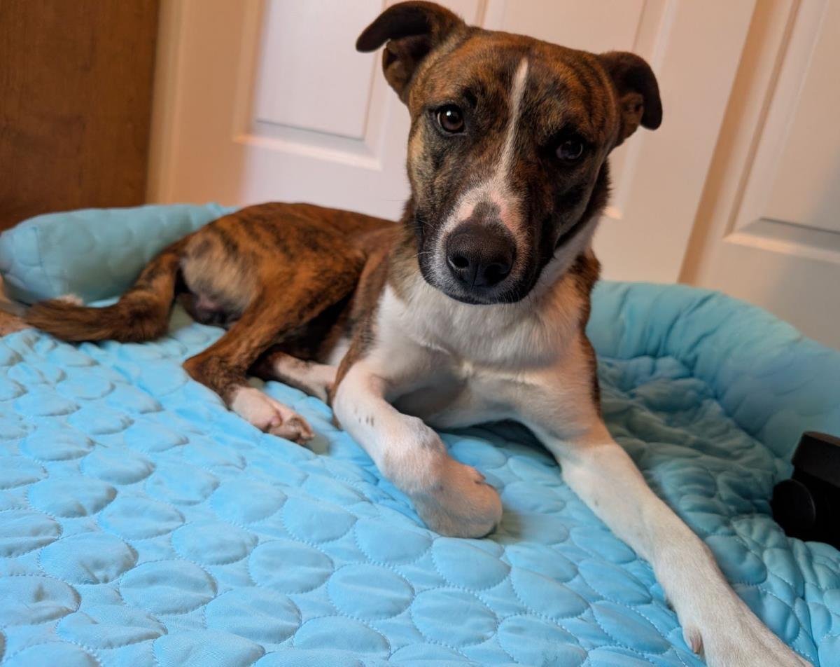 MANGO - Basenji / Pit Bull Terrier available for adoption