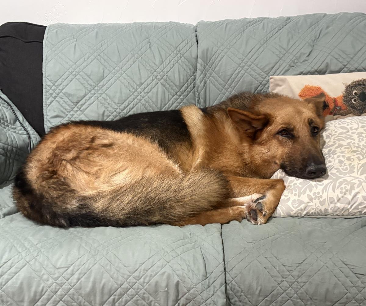 KIMMIE - German Shepherd Dog available for adoption