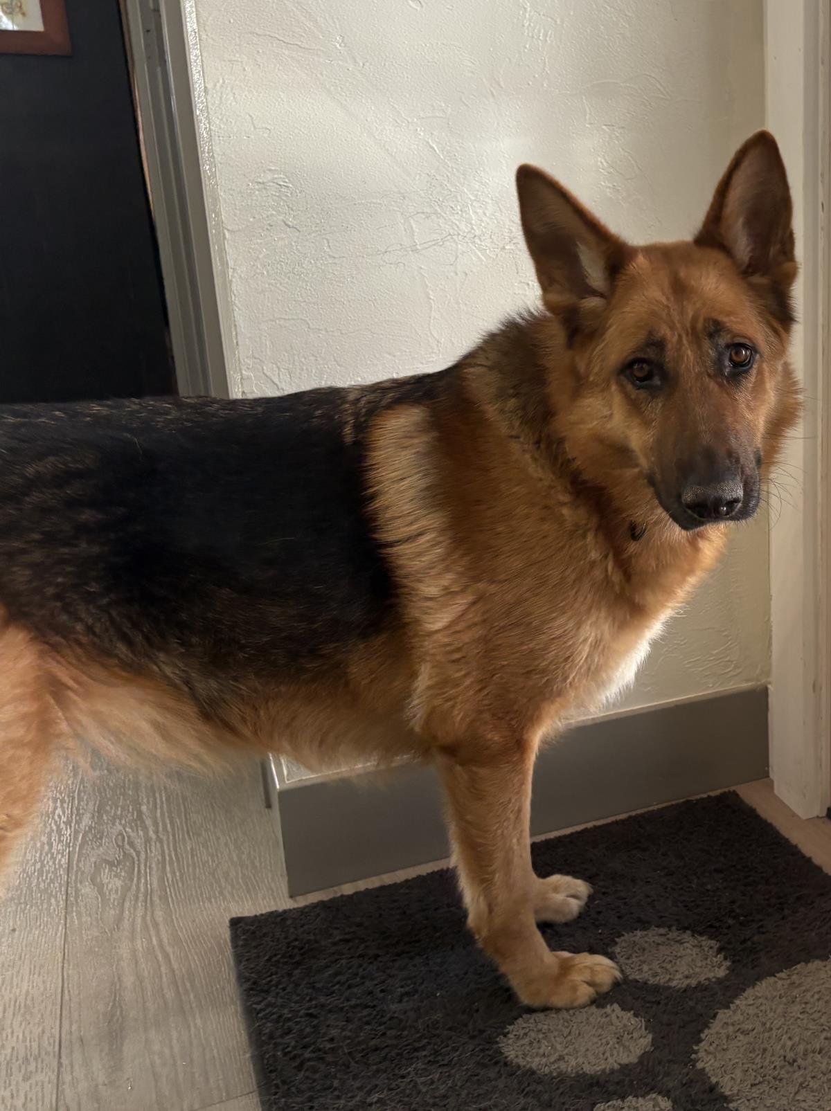 KIMMIE - German Shepherd Dog available for adoption