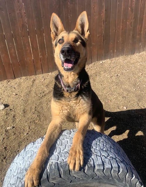 DECLAN - German Shepherd Dog available for adoption