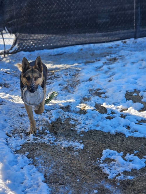 DECLAN - German Shepherd Dog available for adoption
