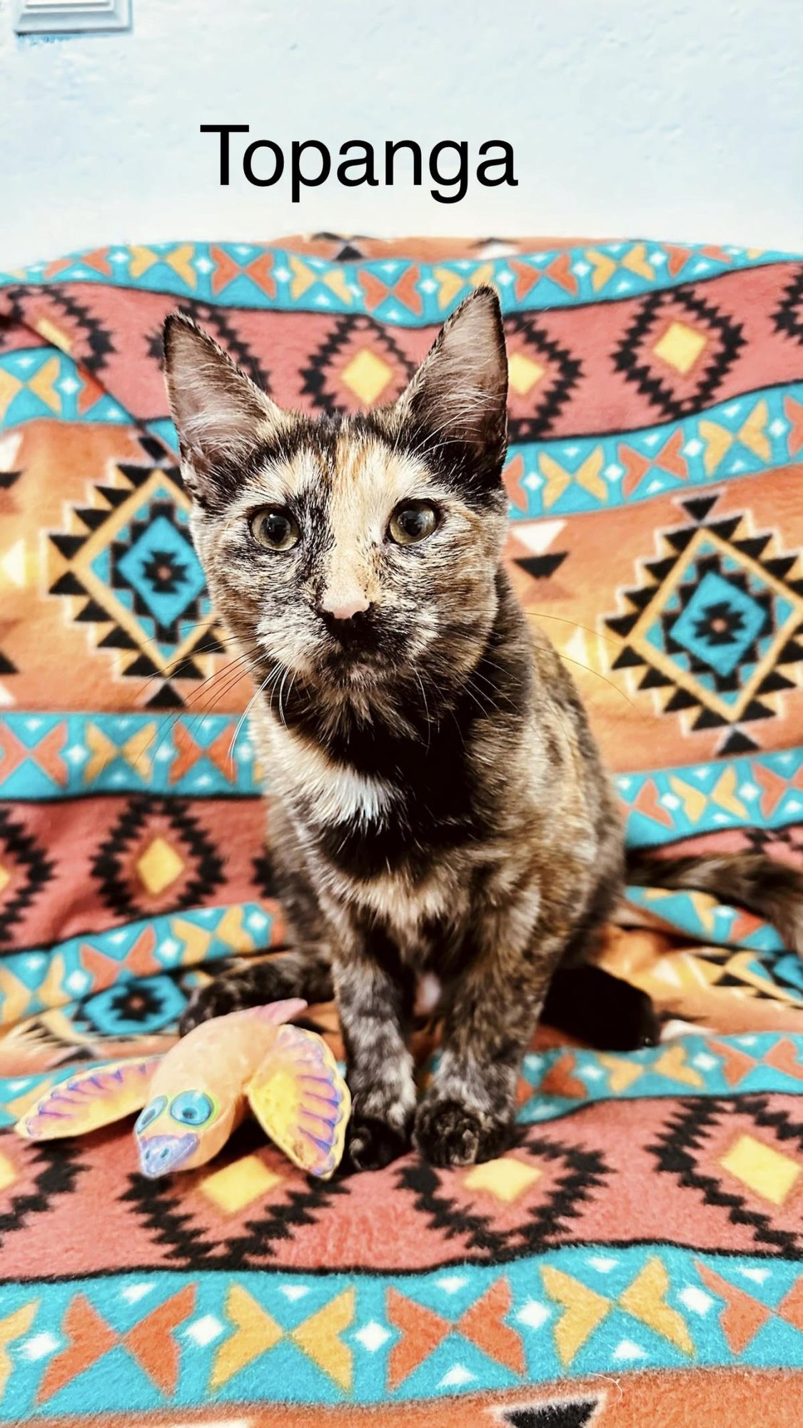 TOPANGA - Tortoiseshell available for adoption