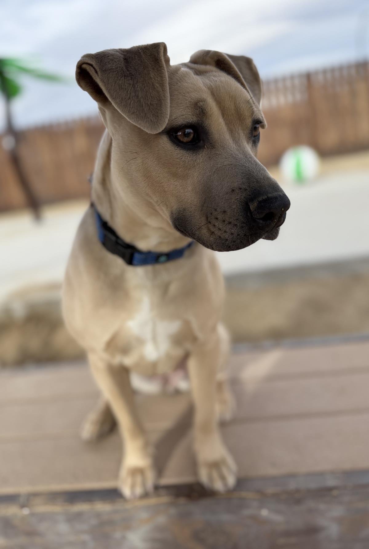 NYLAH - Pit Bull Terrier available for adoption