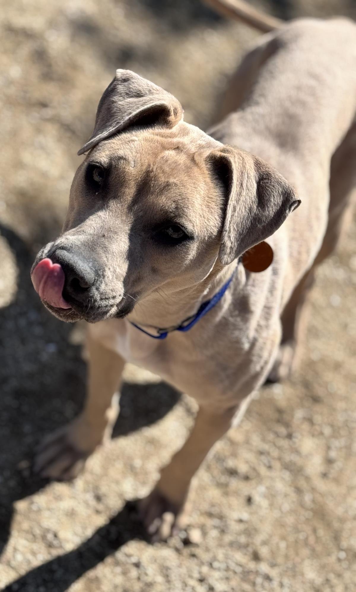 NYLAH - Pit Bull Terrier available for adoption