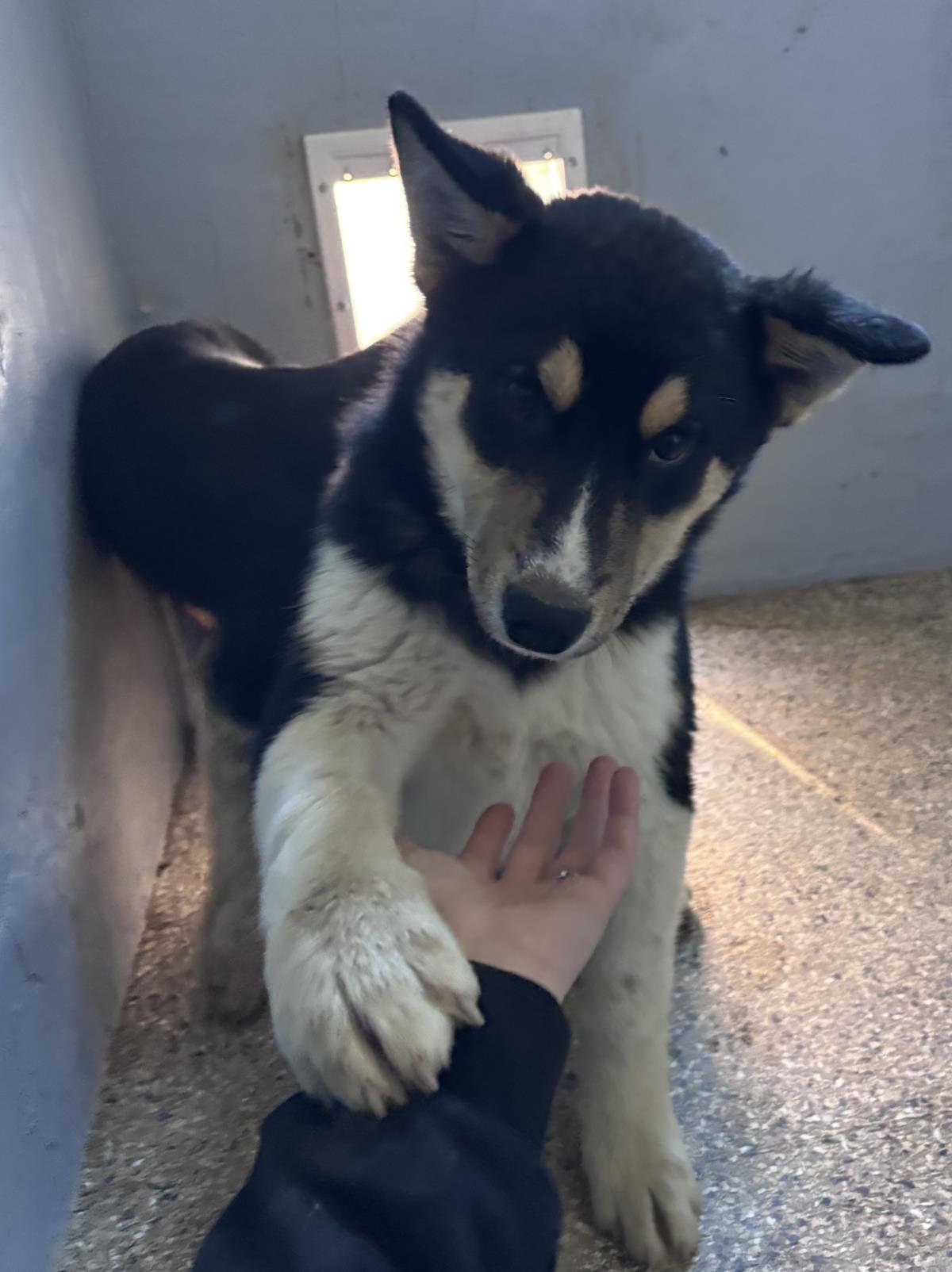 HANSEL - Husky / Cattle Dog available for adoption