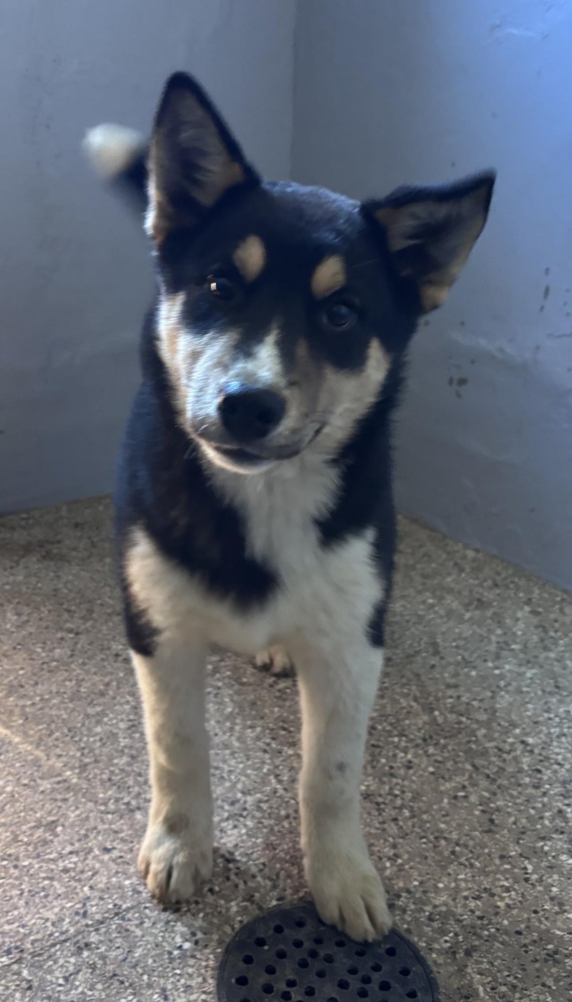 HANSEL - Husky / Cattle Dog available for adoption