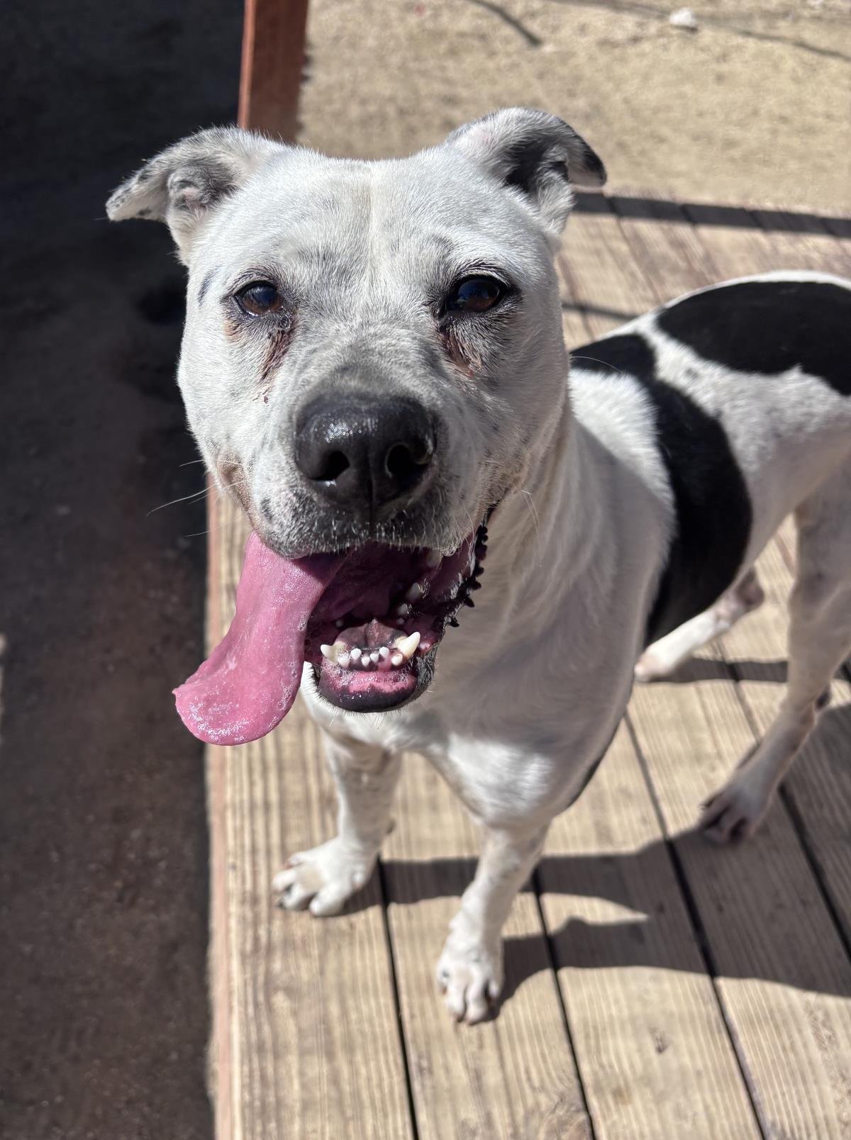 GOOB - Boxer / Pit Bull Terrier available for adoption