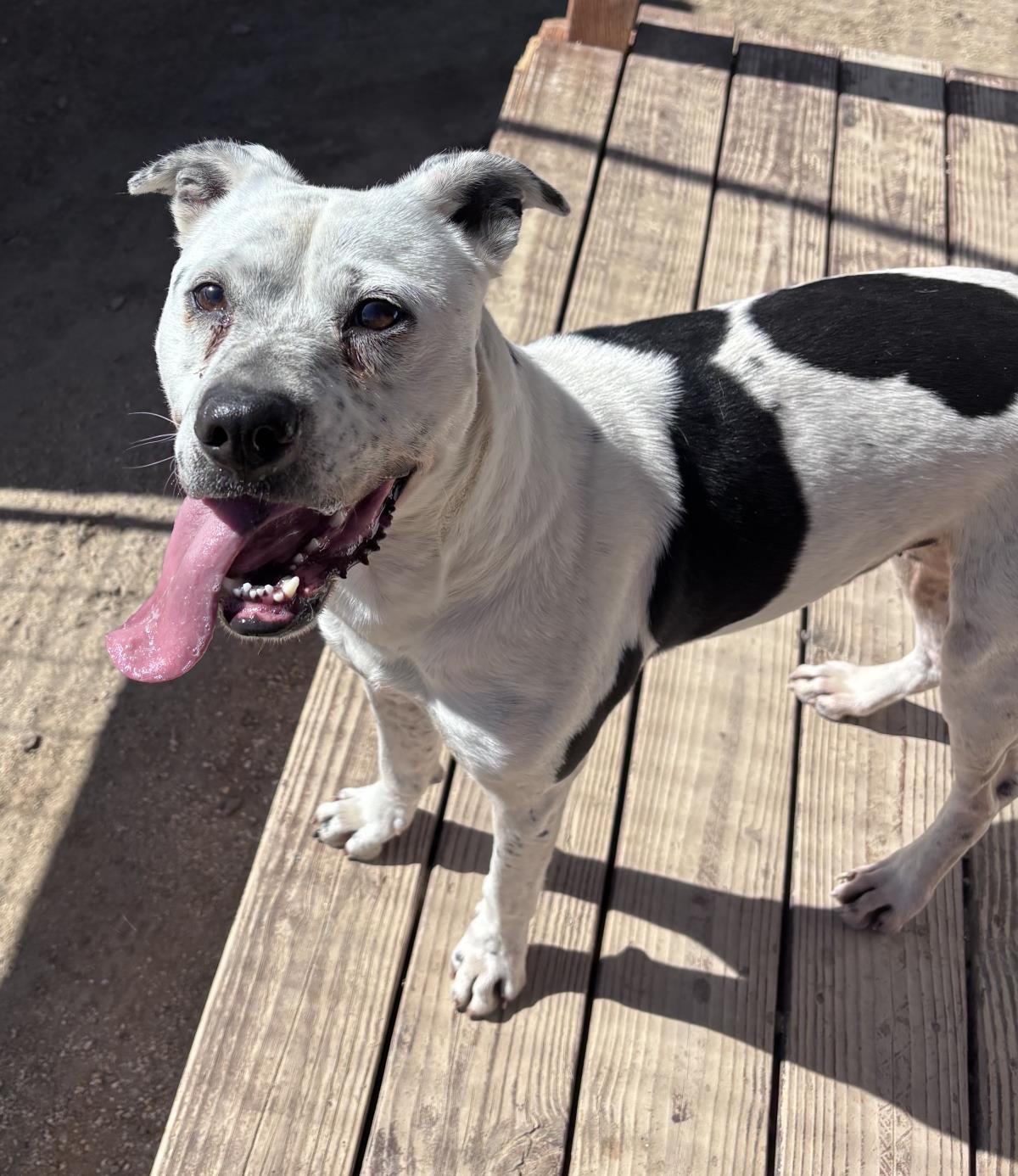 GOOB - Boxer / Pit Bull Terrier available for adoption