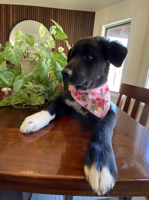 MILEY - Border Collie available for adoption