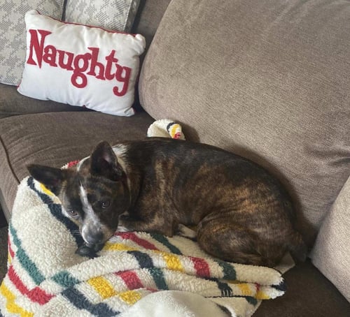 AHSOKA - Boston Terrier / Australian Cattle Dog/Blue Heeler available for adoption