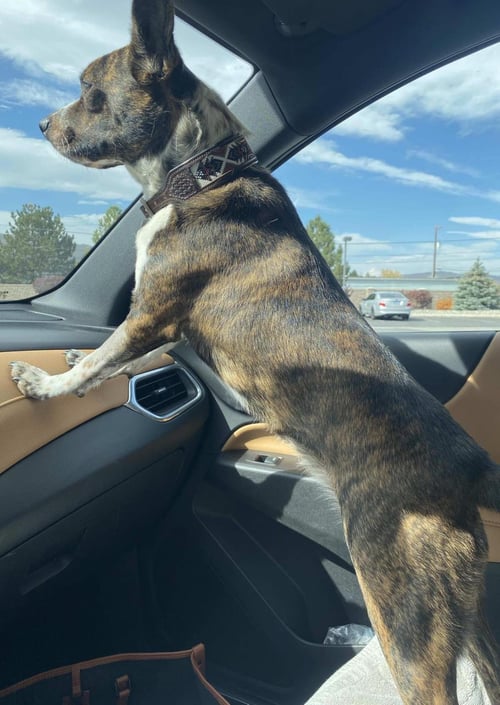 AHSOKA - Boston Terrier / Australian Cattle Dog/Blue Heeler available for adoption