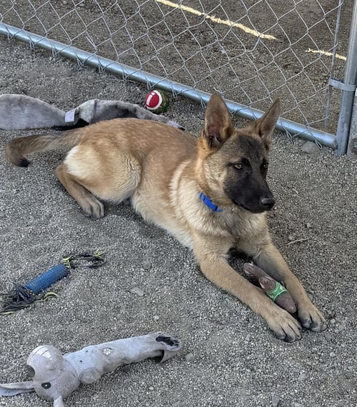 MARY - Belgian Shepherd Malinois / German Shepherd Dog available for adoption