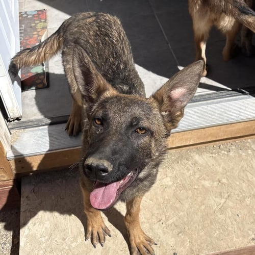 MARY - Belgian Shepherd Malinois / German Shepherd Dog available for adoption
