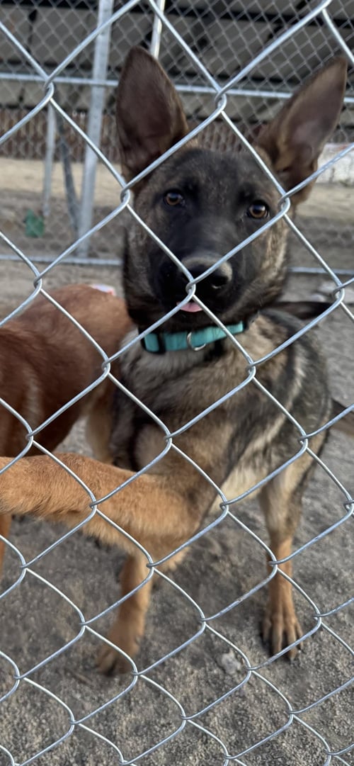 MARY - Belgian Shepherd Malinois / German Shepherd Dog available for adoption