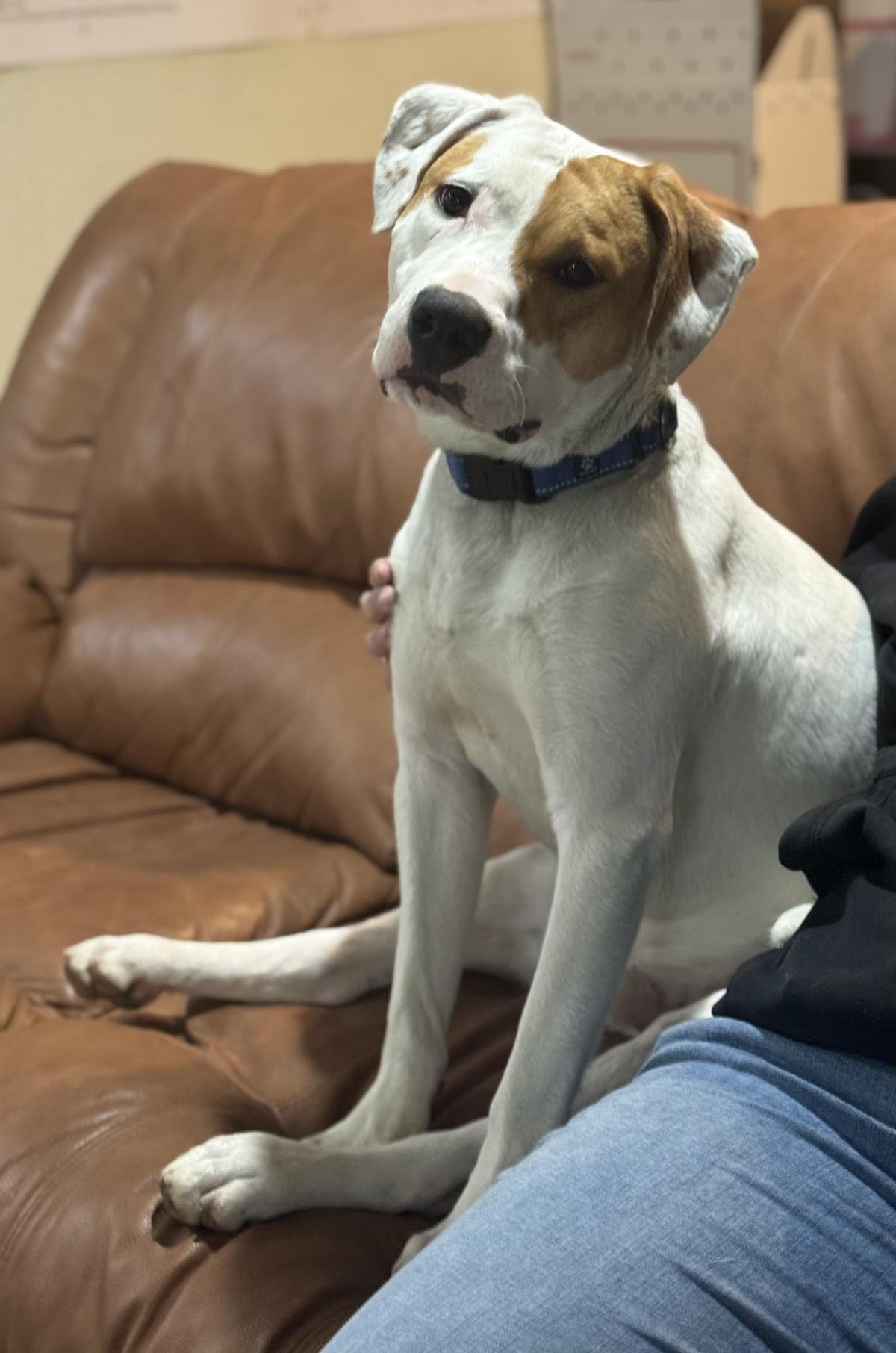 GIZMO - Pit Bull Terrier available for adoption