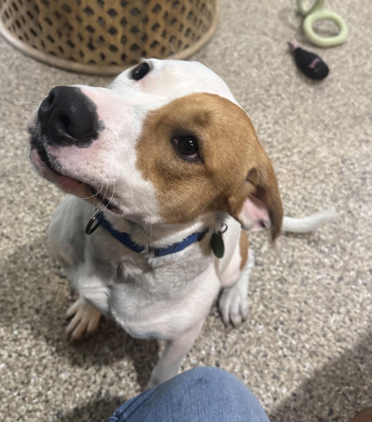 GIZMO - Pit Bull Terrier available for adoption