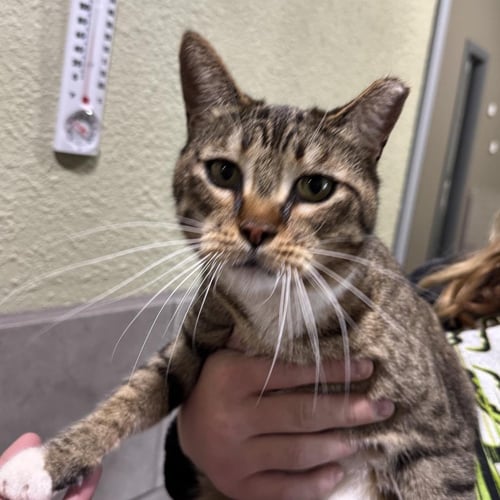 KATO - Tabby available for adoption