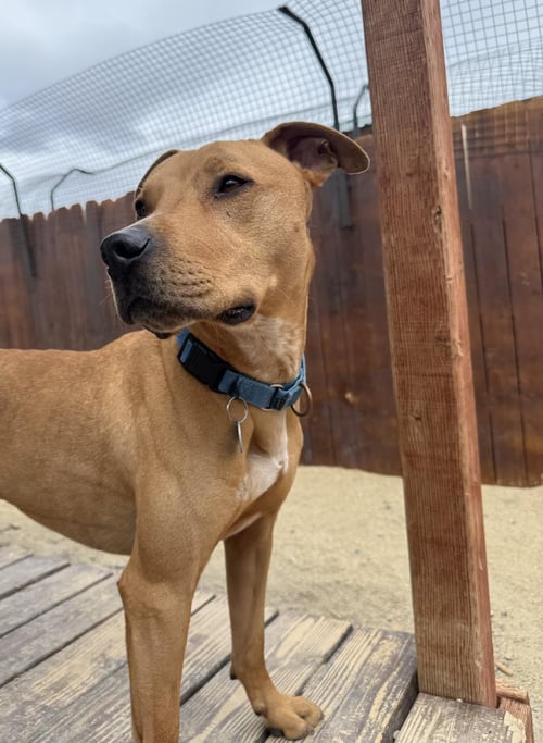 AXEL - Pit Bull Terrier available for adoption